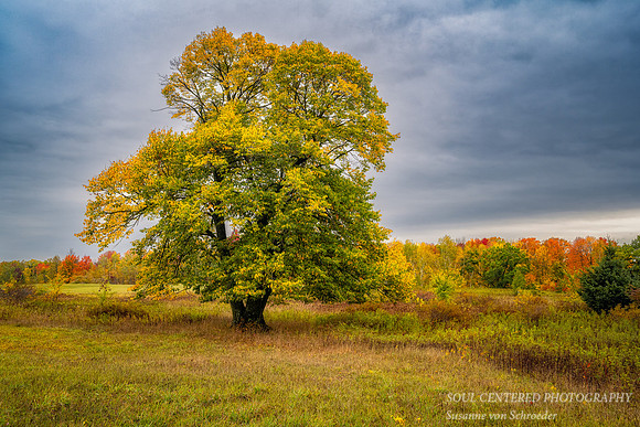 Green Golden solitary tree