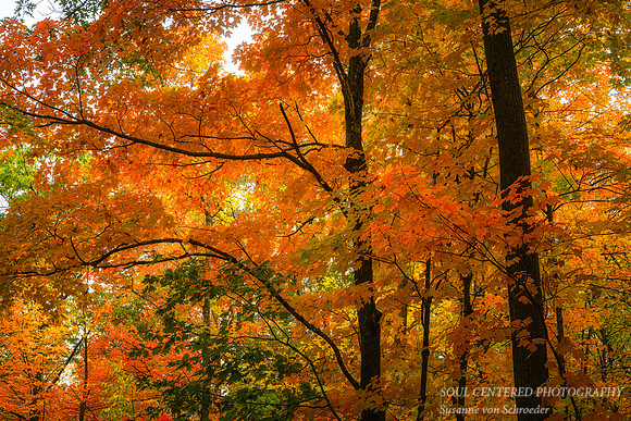 Brilliant orange maple trees