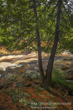 Cedar tree along creek
