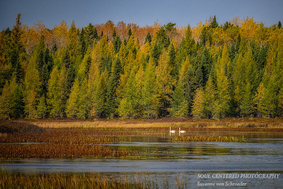 Autumn forest with 2 swans, Cascade River