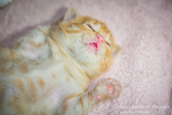 Kitten, Little Buddha 2