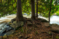 Cedar Trees w. roots along the river 2