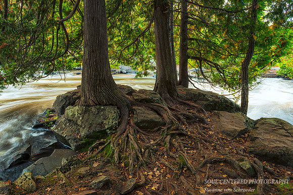 Cedar Trees w. roots along the river 2