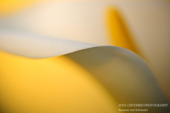 Calla 8