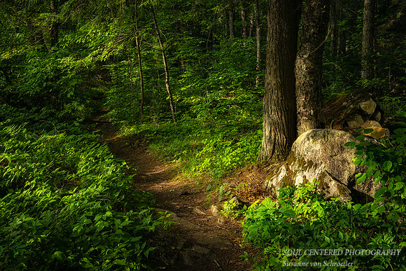Forest path