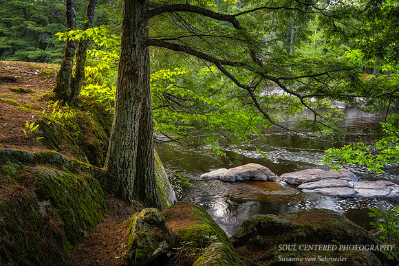 Along the Flambeau river, early summer '21