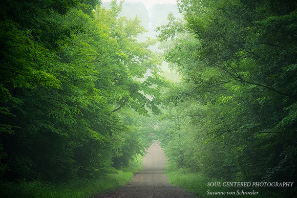 Evening Forest mood after a summer rain