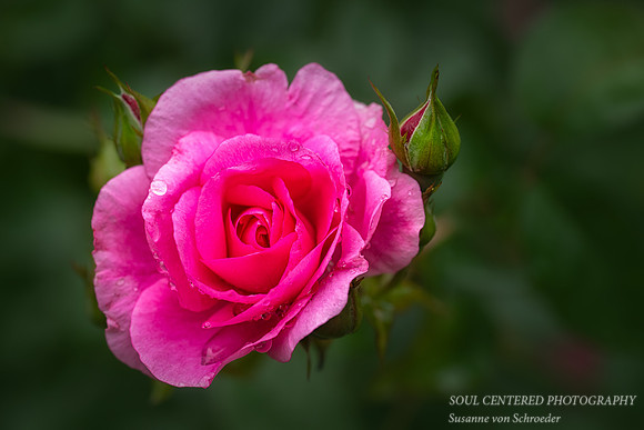 Pink Rose with rain drops