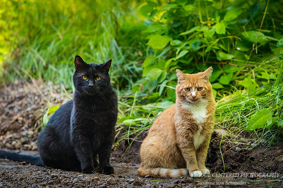 Dusty and Tango