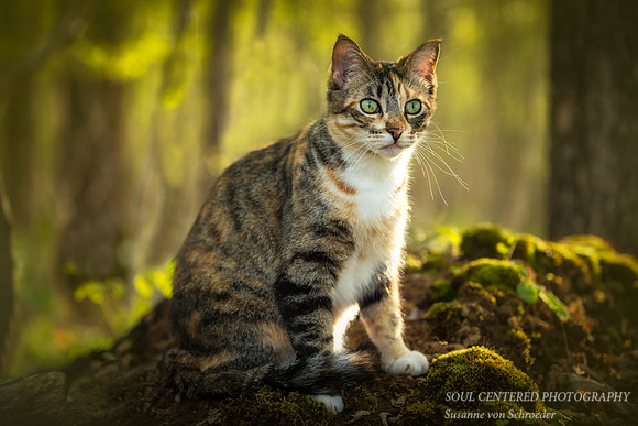 Indigo in spring woods