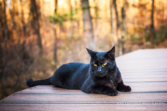 Dusty,  Nov. '16