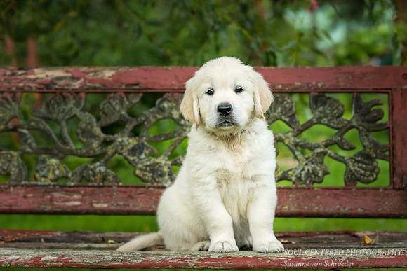 English Golden Retriever puppy 7
