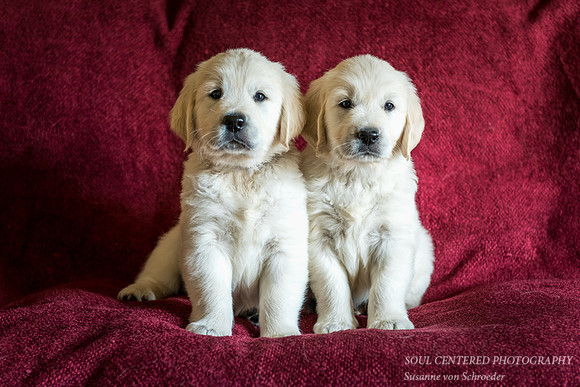 English Golden Retriever puppies 2