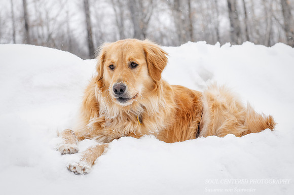 Pippa in snow