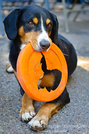 Barley with frisbee