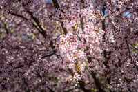 Blooming Cherry tree