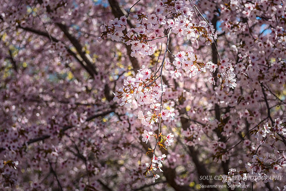 Blooming Cherry tree