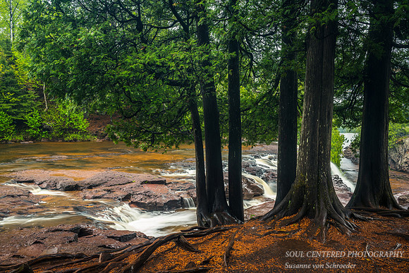 Cedar trees at Upper Falls, May '18