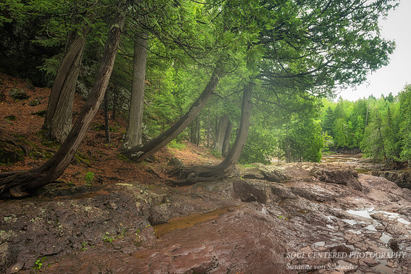 Cedar trees at Fifth Falls
