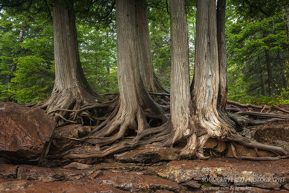 Cedar trees and roots