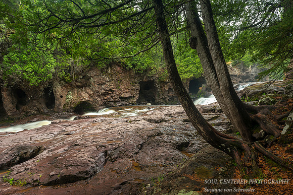 Cedar trees at Fifth Falls 2