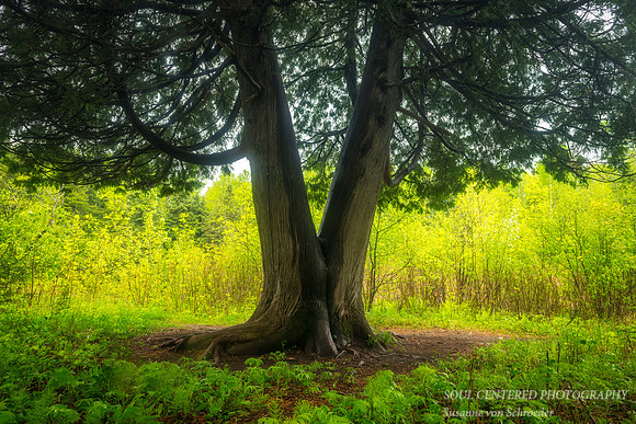 "Soulmate" cedar trees