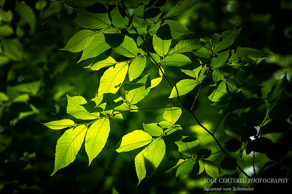 Light and shadows