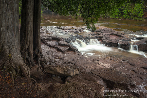 Cedar trees at Upper Falls 1