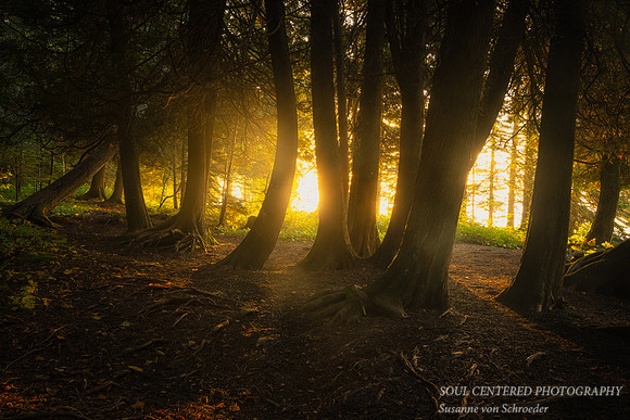 Morning light amongst Cedar trees