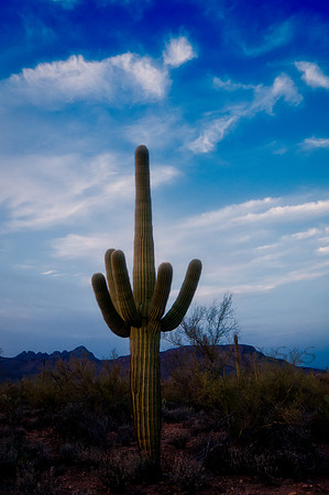 Saguaro 7