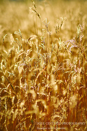 Bluestem grasses 2