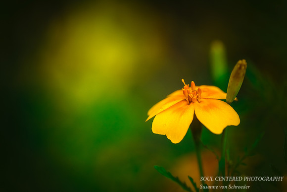 Marigold, Tangerine Gem
