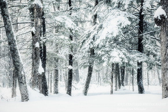 Snowy trees