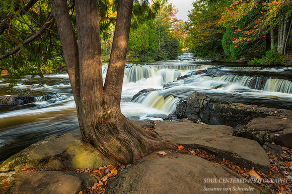 Bond Falls, Upper cascades, with tree