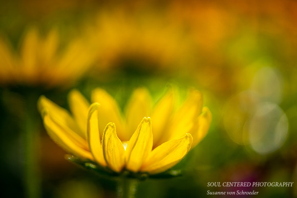 Soft Rudbeckia, Irish Eyes