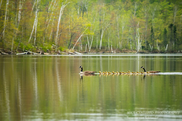 Geese family of 19