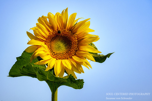 Sunflower, blue sky
