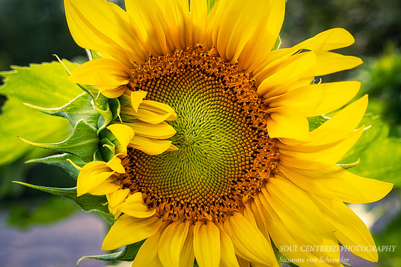 Sunflower. folded petals
