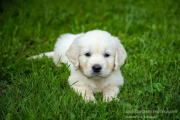 Shanti, 8 weeks 1
