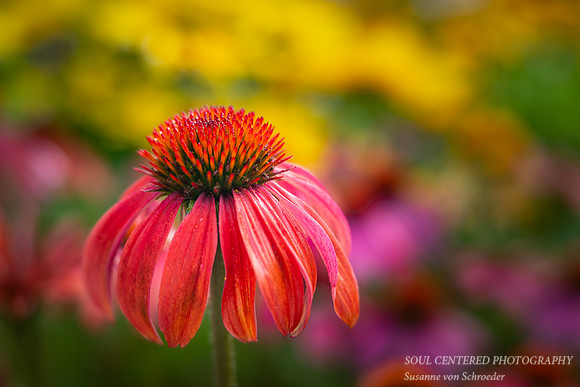 Orange Echinacea 2