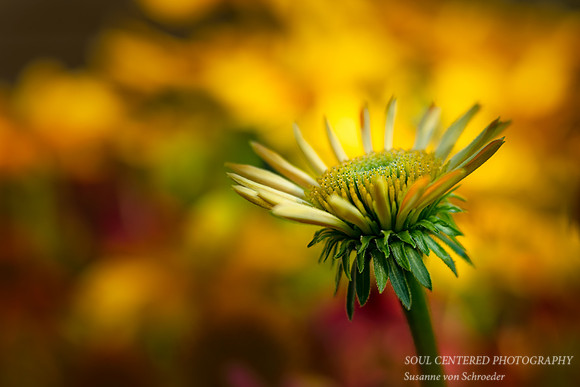 Echinacea flower unfolding