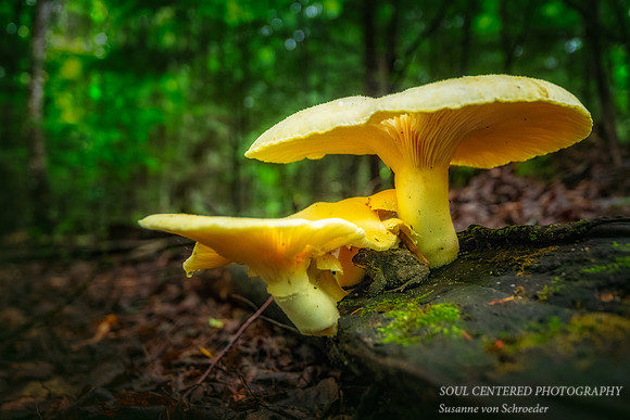 Mushrooms and Toad