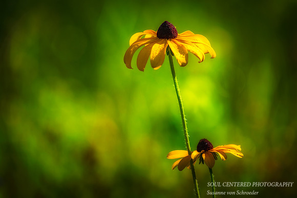 Rudbeckias, 2018