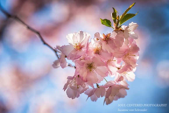 Cherry blossom, close-up 1