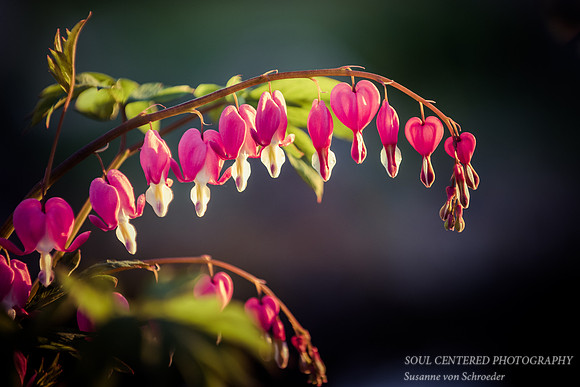 Pink Bleeding Hearts