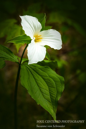 Trillium 5
