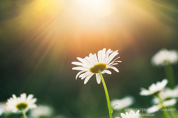 Daisy in sunlight