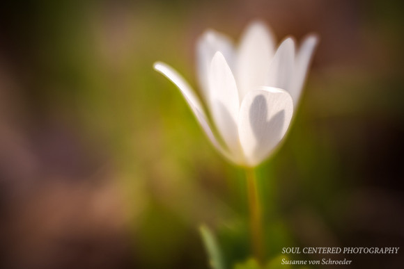 Bloodroot 4
