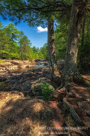 Amnicon River with Pine tree