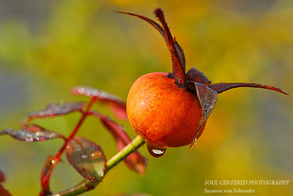 Rose Hip w. drop